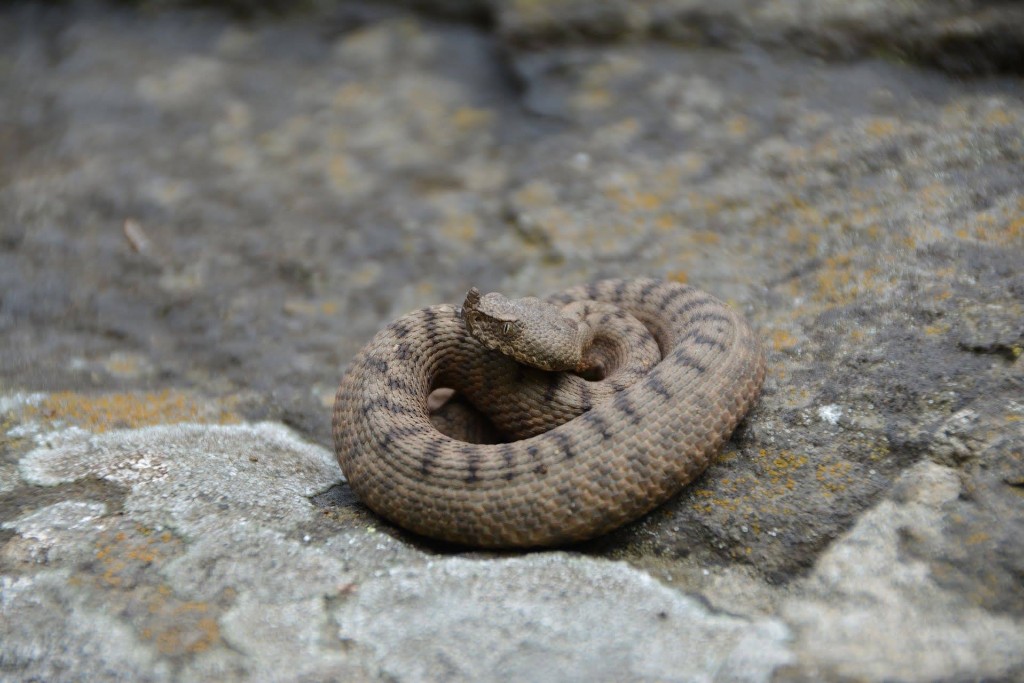 Boynuzlu engerek (Vipera ammodytes) — ბორჯომ-ხარაგაულის ეროვნული პარკი — ზაური ხაჩიძე