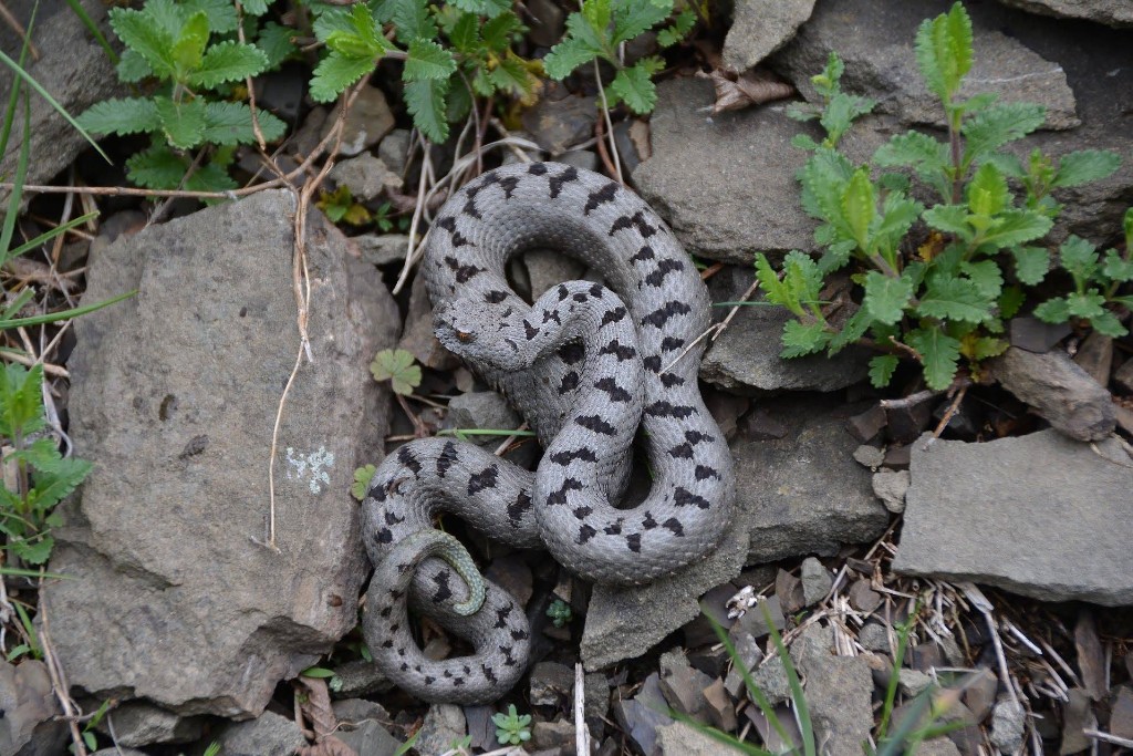 Boynuzlu engerek (Vipera ammodytes) — ბორჯომ-ხარაგაულის ეროვნული პარკი — ზაური ხაჩიძე
