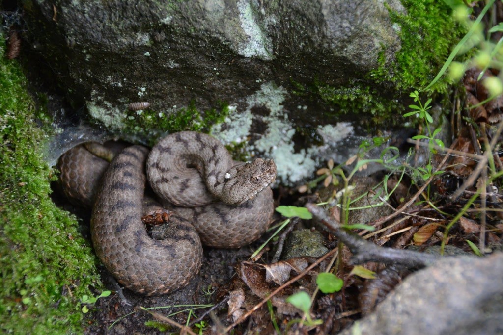 Boynuzlu engerek (Vipera ammodytes) — ბორჯომ-ხარაგაულის ეროვნული პარკი — ზაური ხაჩიძე