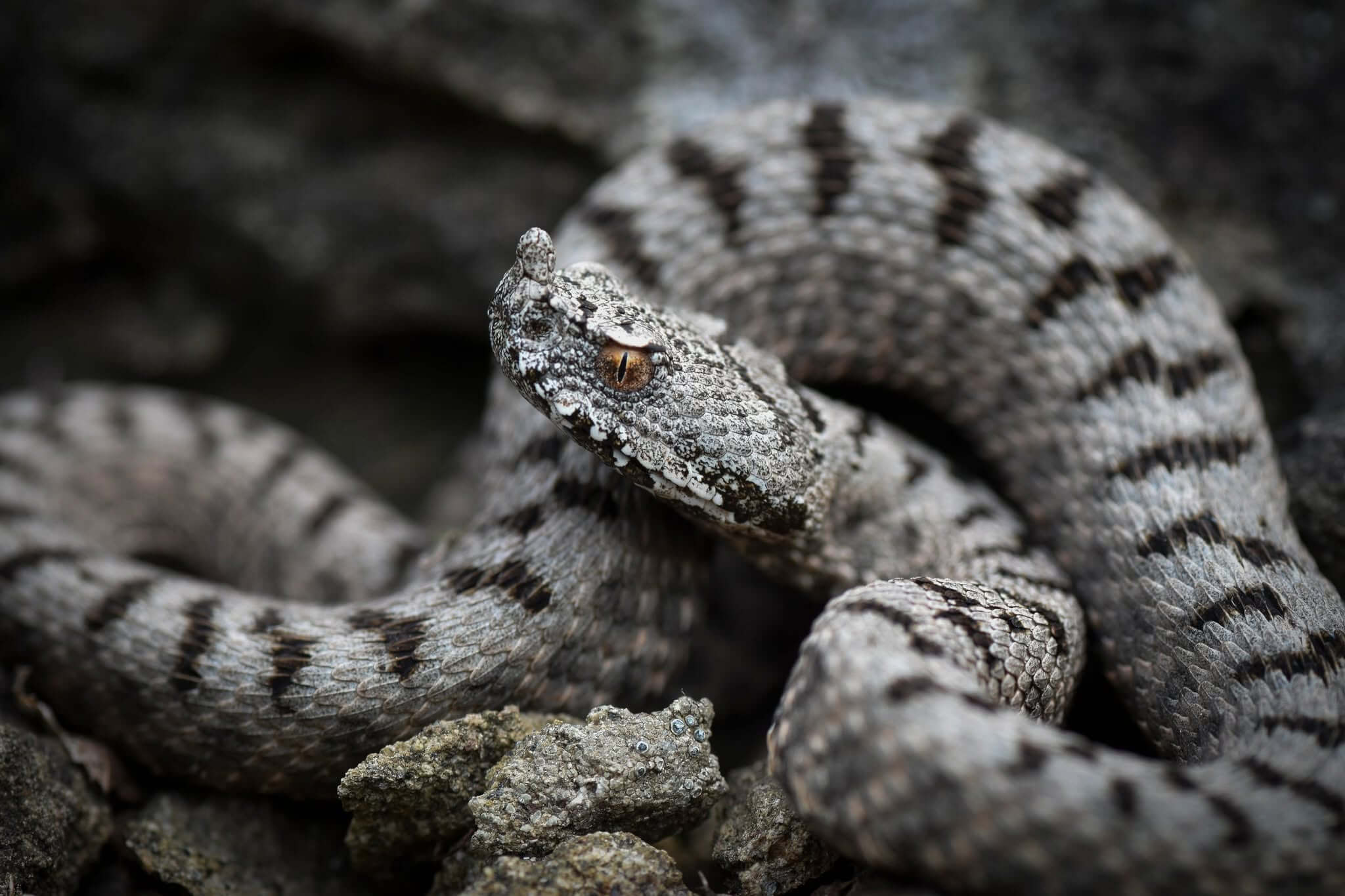 ცხვირრქოსანი გველგესლა (Vipera ammodytes) — მცირე კავკასიონი — ზაური ხაჩიძე
