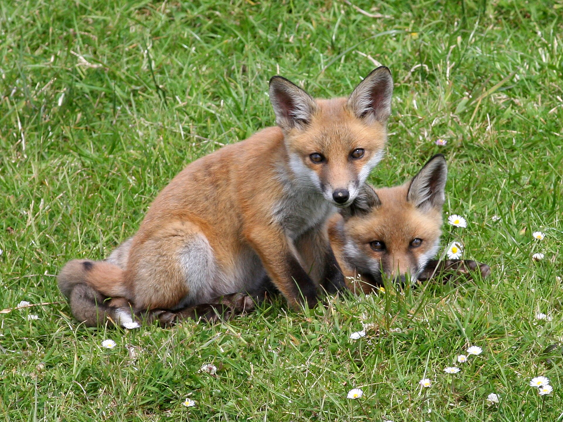 Kızıl tilki (Vulpes vulpes) — Gürcistan'da yıl boyu — Ken Billington