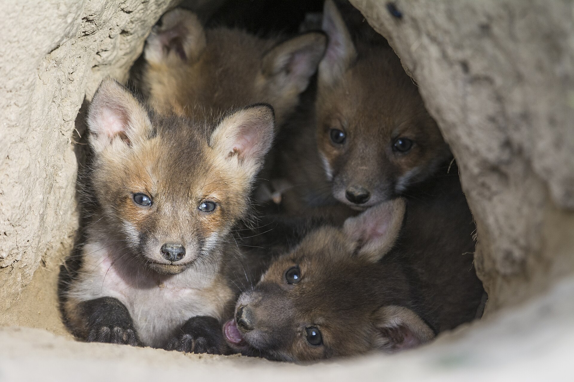 Kızıl tilki (Vulpes vulpes) — Gürcistan'da yıl boyu — Divlja Srbija
