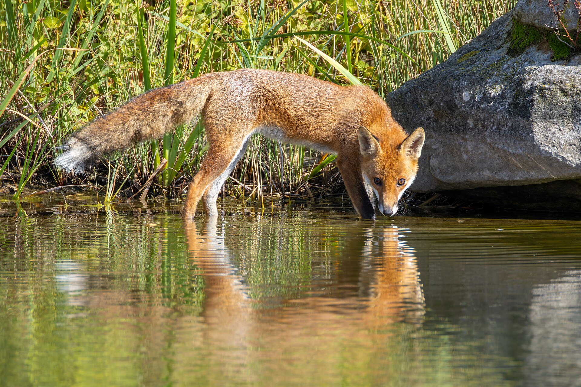 Kızıl tilki (Vulpes vulpes) — ჟენევილიე — Alexis Lours