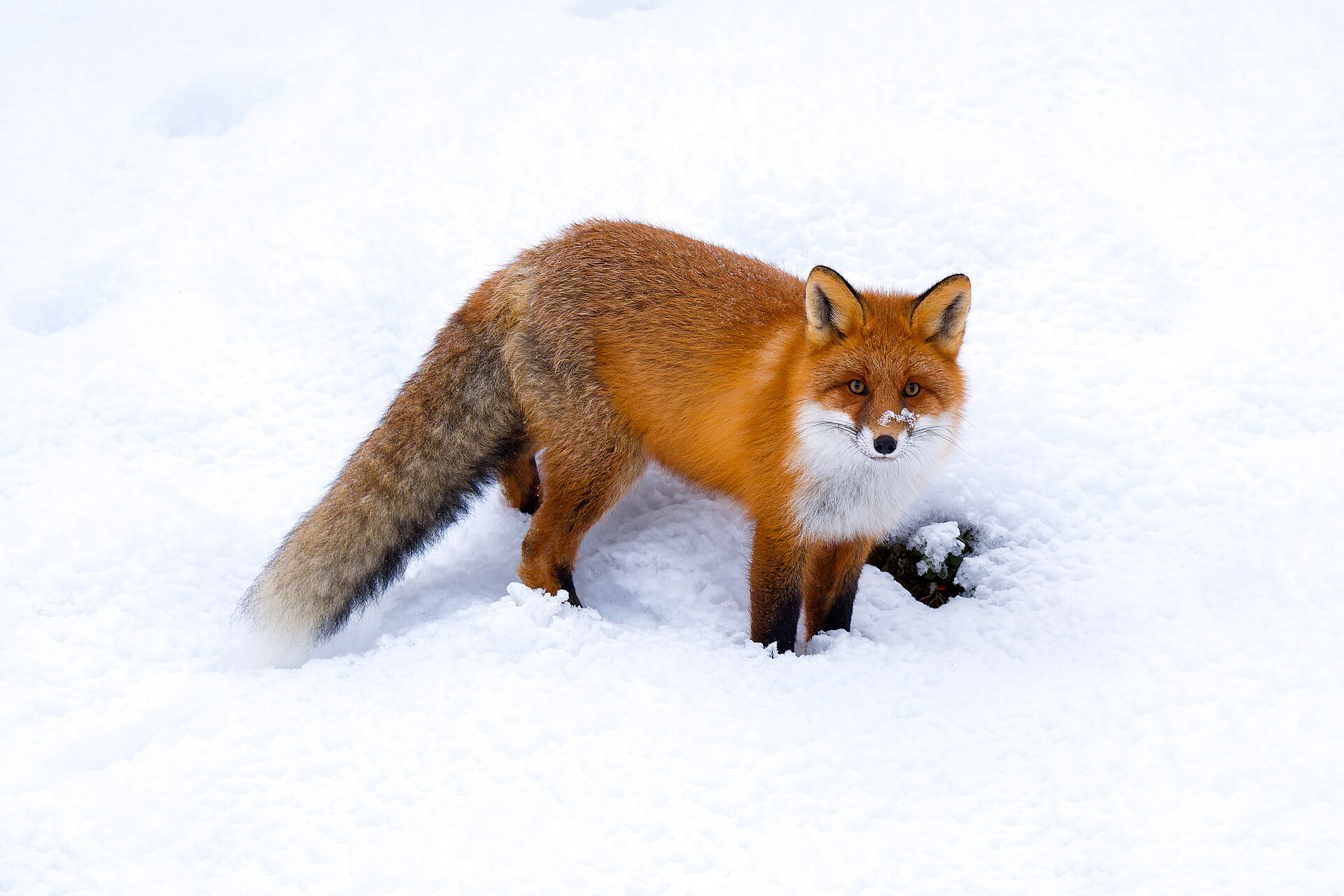 მელა (Vulpes vulpes) მუდმივი საქართველოში