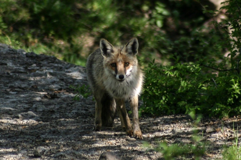 Kızıl tilki (Vulpes vulpes) — Gürcistan'da yıl boyu — ზაური ხაჩიძე
