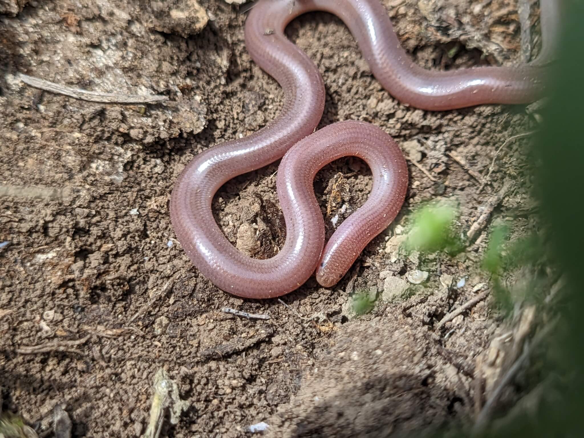 გველბრუცა (Xerotyphlops vermicularis) — საქართველო — vil05