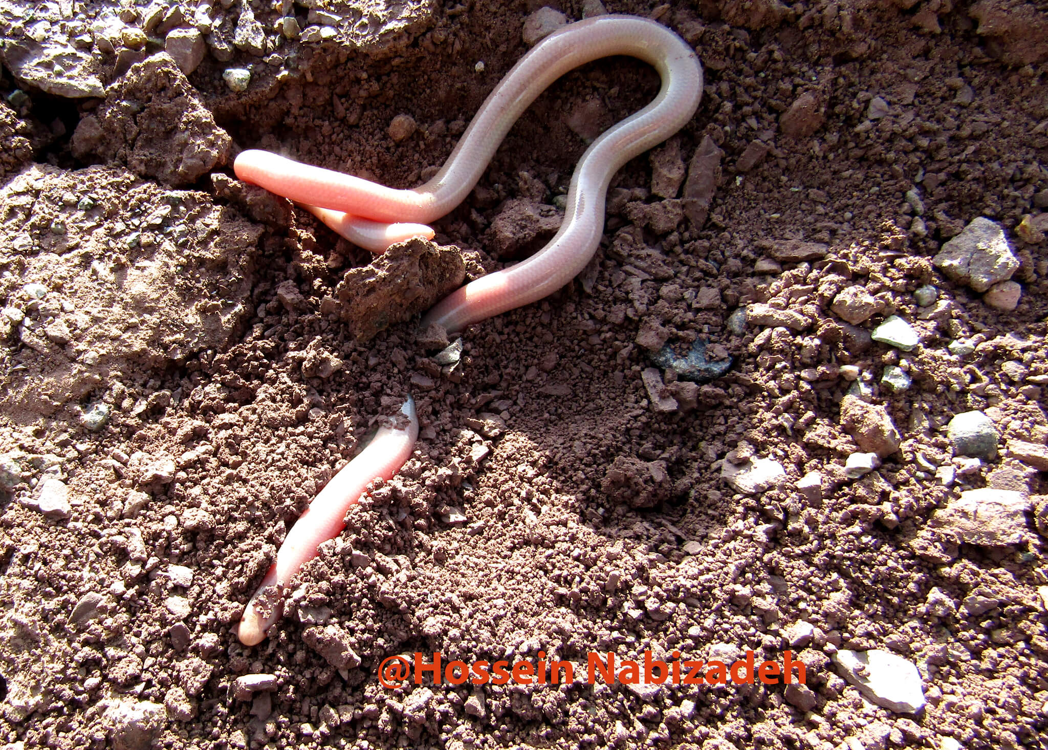 გველბრუცა (Xerotyphlops vermicularis) — საქართველო — hossein_nabizadeh