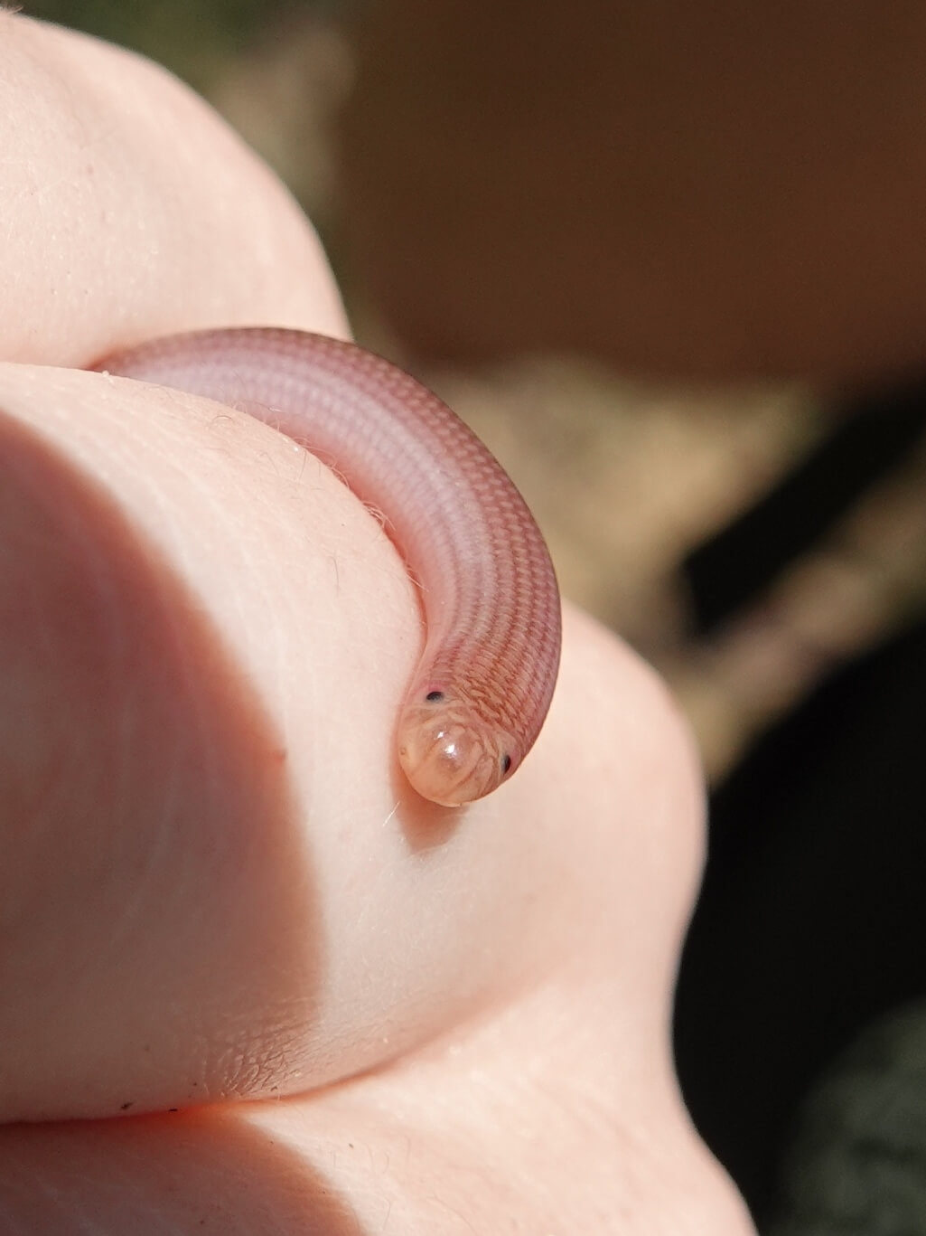 გველბრუცა (Xerotyphlops vermicularis) საქართველო
