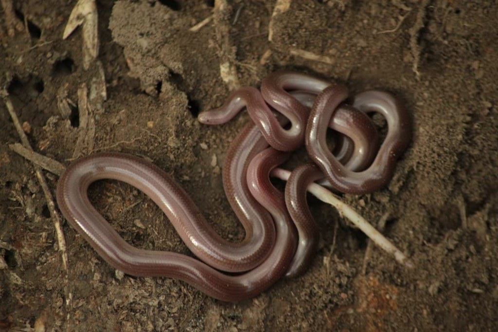 გველბრუცა (Xerotyphlops vermicularis) — საქართველო — ზაქრო სონგულაშვილი